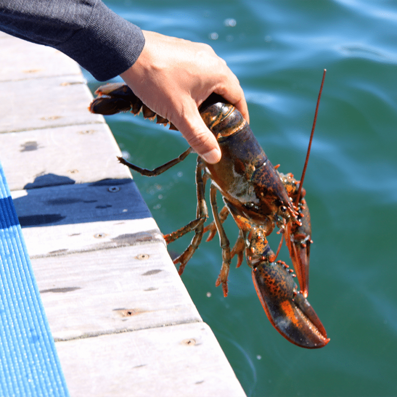 kongtrul rinpoche release a lobster during life release practice of tsetar